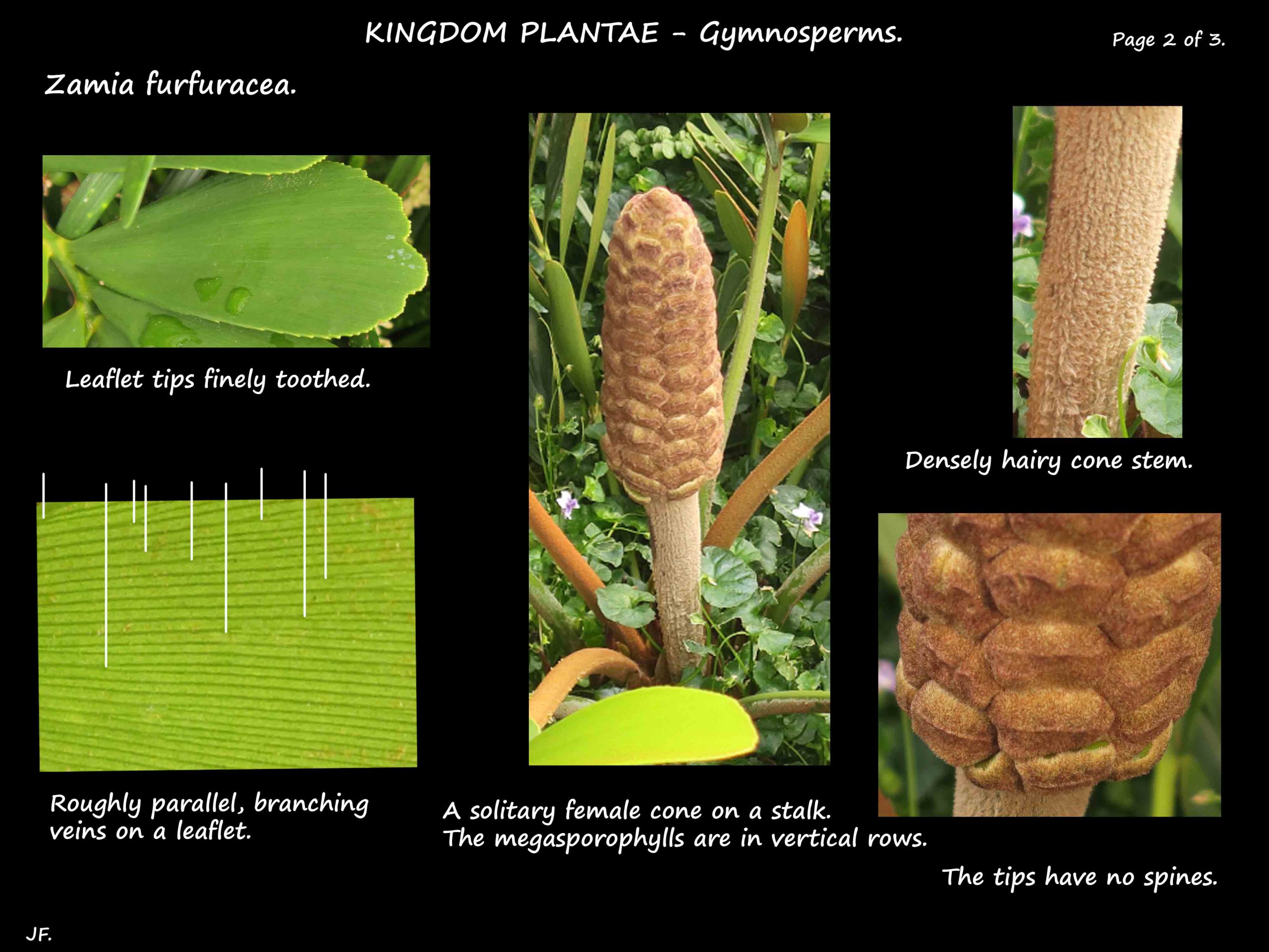 2 Zamia furfuracea leaf & female cone